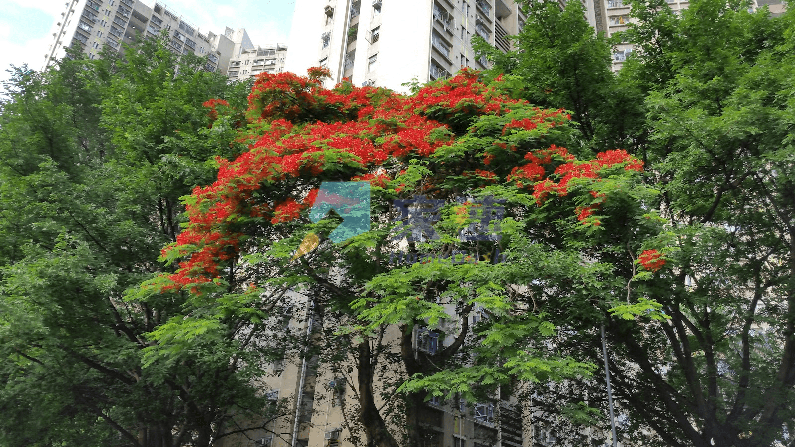 山景邨 屋苑外觀