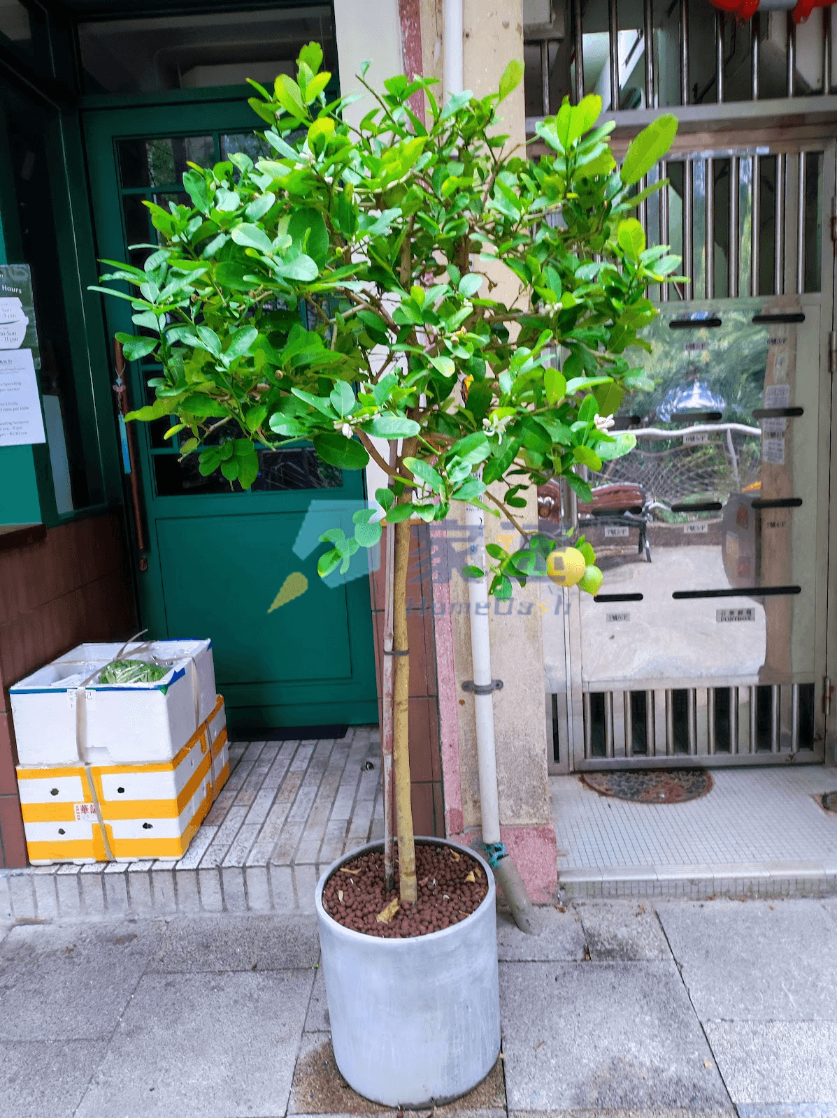 日興樓 屋苑外觀