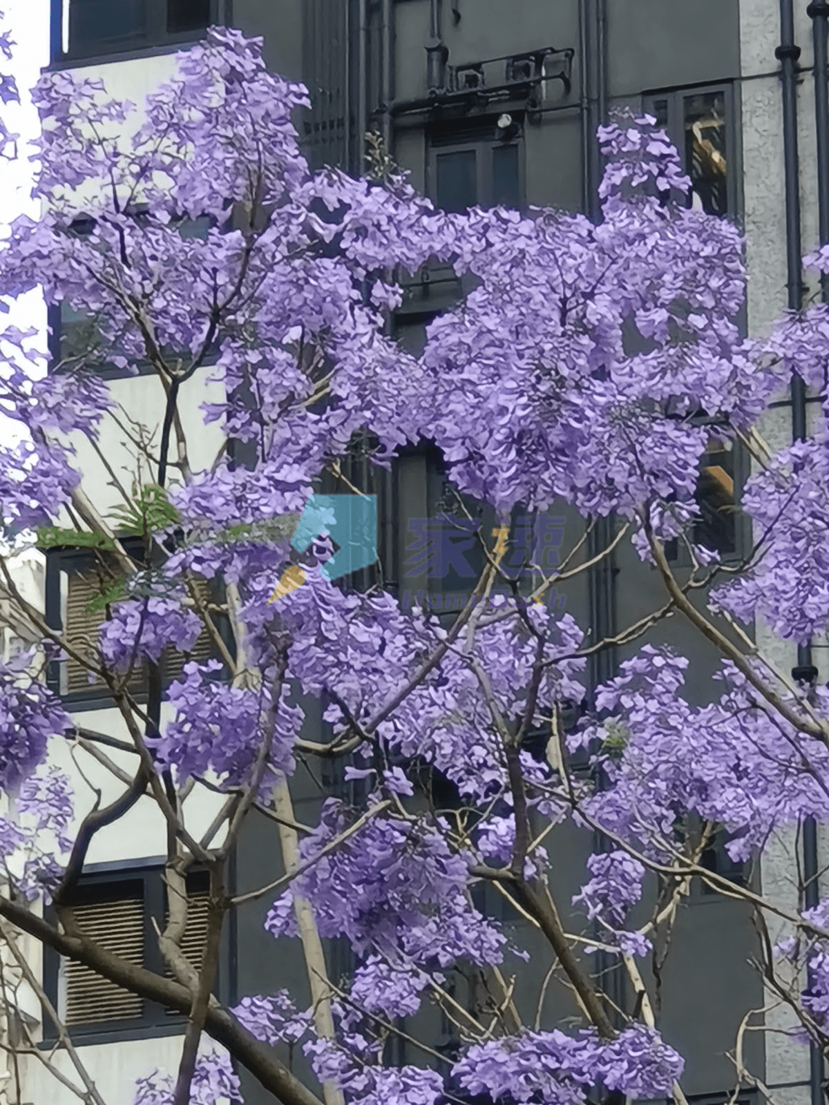 Eight Star Street 屋苑外觀
