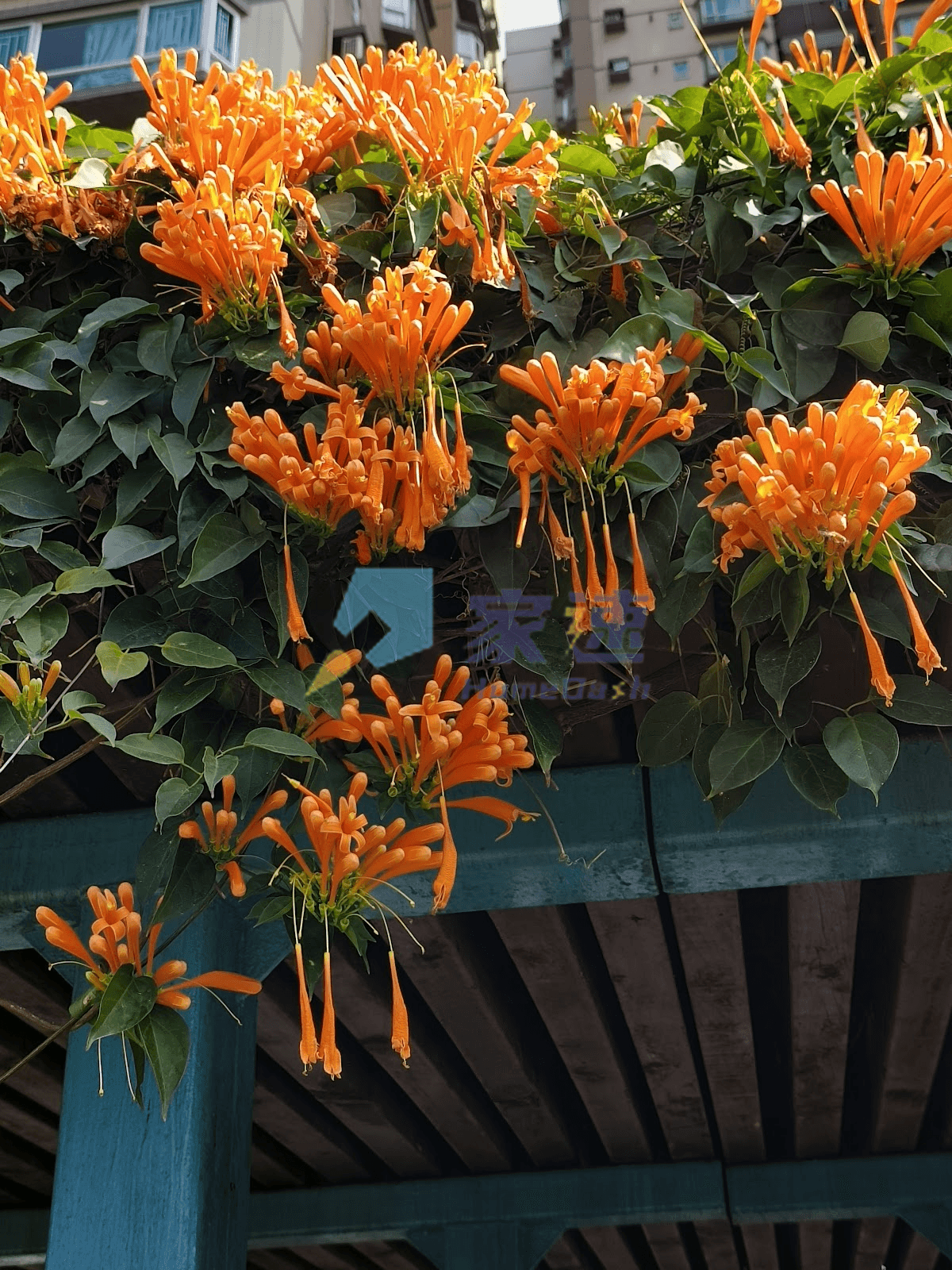 翠湖花園 屋苑外觀