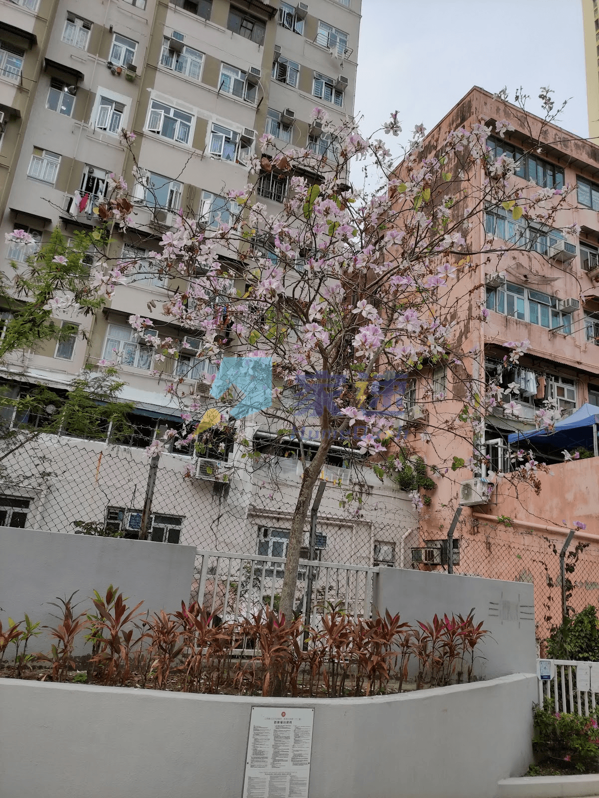 滿華樓 屋苑外觀