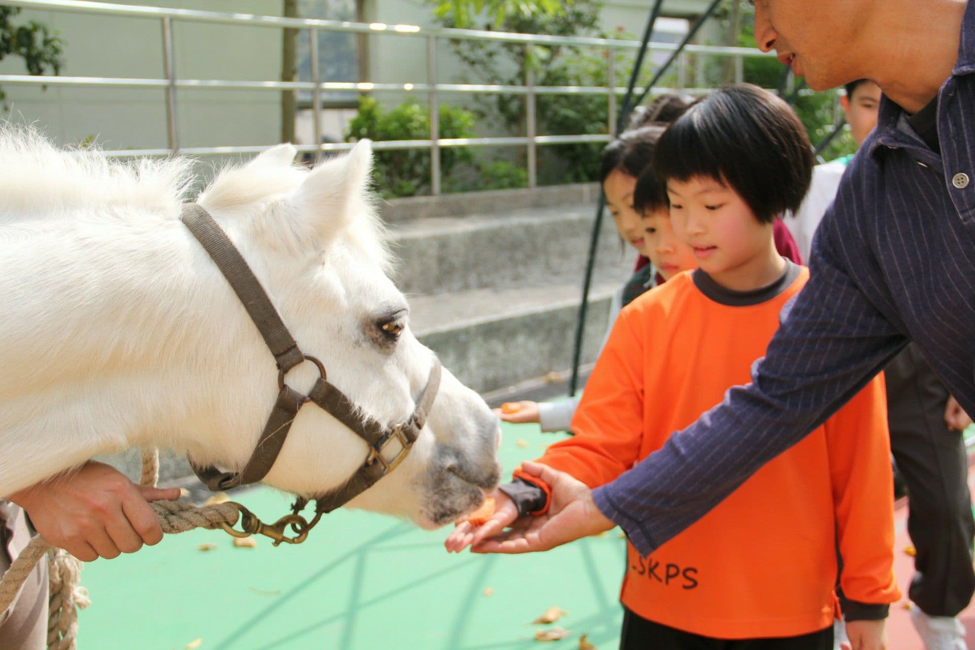 香港青年協會李兆基小學 小白馬入校園活動