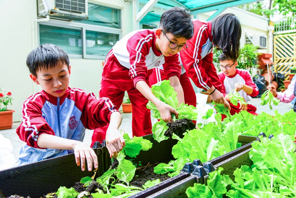 福榮街官立小學 本校公益少年團多年積極參與公益活動,在校園裏種菜,並把收穫捐給惜食堂及其他慈善團體,老師以身教為己任,教導學生回饋社會。